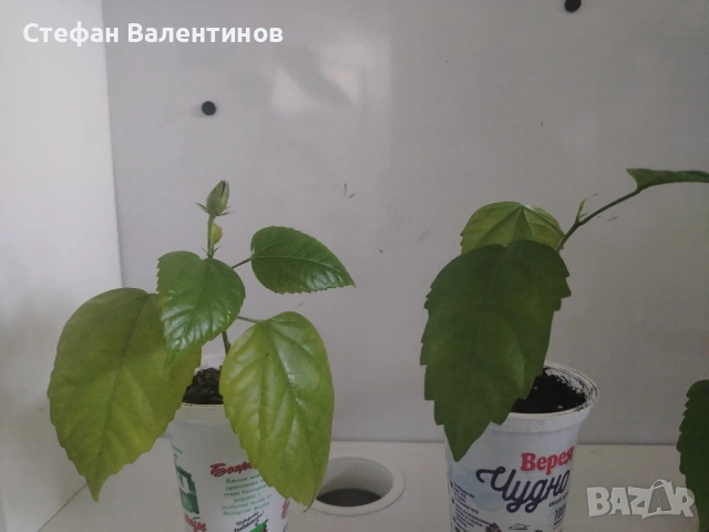 Хибискус/китайска роза, цъфти с едри червени кичести цветове, снимка 8 - Стайни растения - 52044964