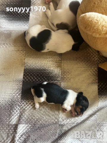 ДЖАК РЪСЕЛ-250ЛВ ЗА СЛАДУРЧЕ 1109250819, снимка 15 - Джак ръсел териер - 51674291