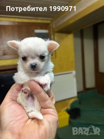Мъжко мини чихуахуа