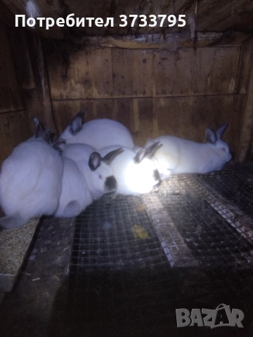 Калифорнийски зайци , снимка 11 - Други - 50565270