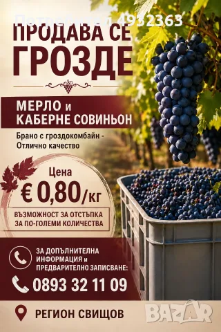 Продавам грозде: сорт Мерло и Каберне Совиньон