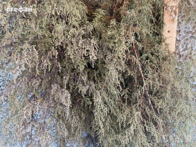 Продавам Сладък пелин-сух и разсад -лечение на простата,сух розов цвят, снимка 2 - Градински цветя и растения - 34710981