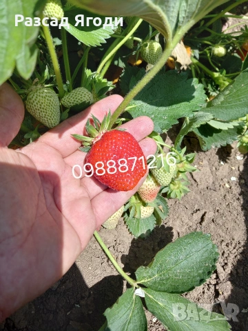 Предлагаме разсад ягоди, снимка 6 - Разсади - 53589069