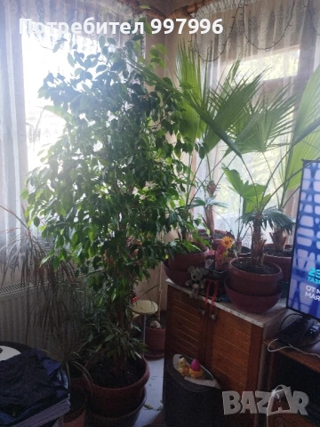 Бенджамин- 2м, снимка 6 - Стайни растения - 50990298