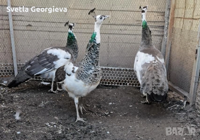 Едногодишни пауни, снимка 7 - други­ - 53754121