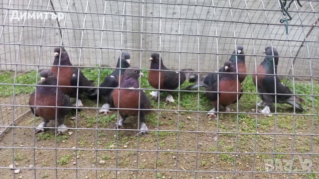 Продавам гълъби Миро може и бартер 