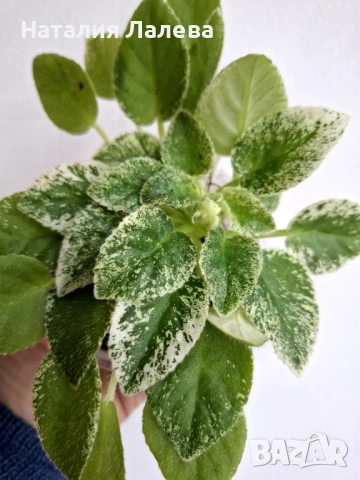 Мини сентполия, Alan's Fallen Angel 