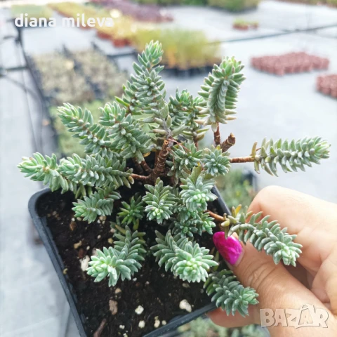 Седум „Син Смърч“, Sedum „Blue Spruce“, снимка 13 - Градински цветя и растения - 50843696