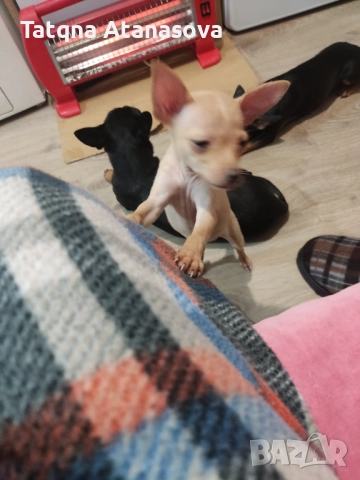 Продавам мини пинчер , снимка 5 - Пинчер - 52531711