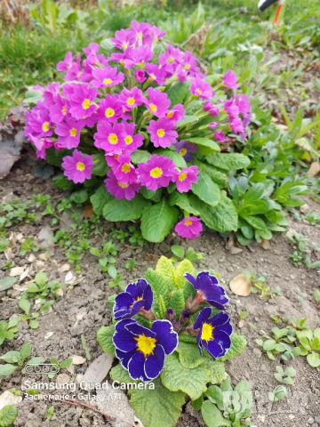 Продавам стари сортове иглики , бяла , розова и лилава, снимка 7 - Градински цветя и растения - 44752179