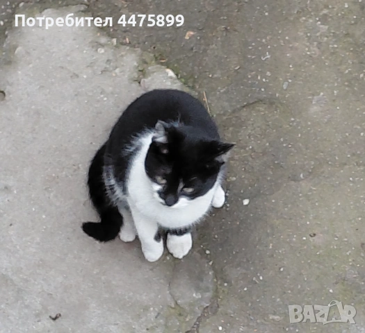 Подарявам кротко коте на добри стопани, гр. Елин Пелин, снимка 2 - Други - 51817321