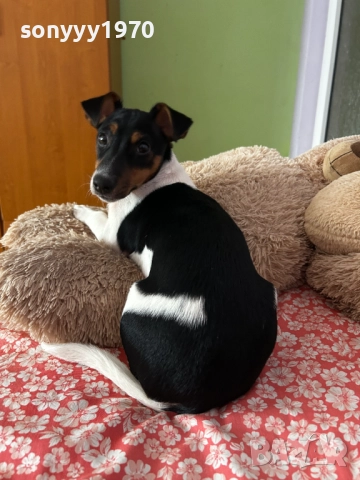 ДЖАК РЪСЕЛ 0201262022, снимка 15 - Джак ръсел териер - 52957926