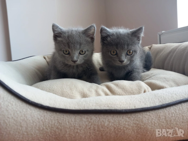 Британски Котета момичета , снимка 6 - Британска късокосместа - 52909301