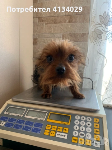 Две мини Йорки мъжки на 1 година и един стандартен мъжки, снимка 5 - Йоркширски териер - 53227851