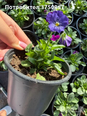 ❤️🌿🌸 Мини теменужки микс (Viola Superba Mini), снимка 11 - Градински цветя и растения - 56120428