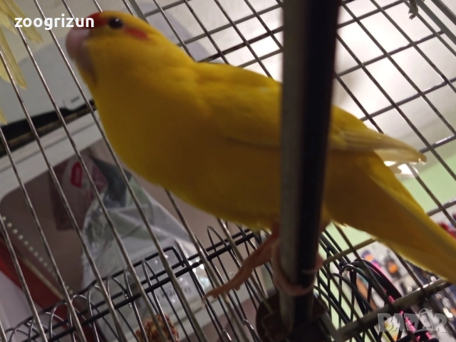 Какарики бебета, снимка 3 - Папагали - 53021379