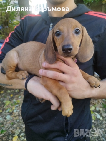 Дакелче, снимка 1