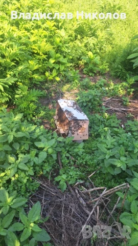 ЕвоРой - примамка за пчелни рояци, снимка 14 - За пчели - 45206919