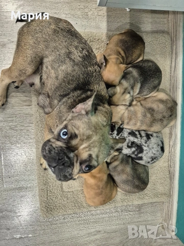 Френски булдог , снимка 9 - Френски булдог - 53605665