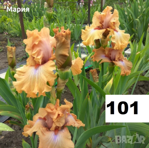 Сортови вискоки ириси /брадати ириси, снимка 2 - Сортови семена и луковици - 46410355