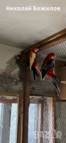 Продавам папагали розели- Рубино , снимка 3 - Папагали - 40256349