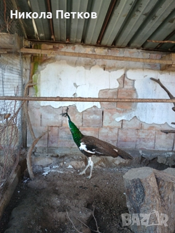 Паун, снимка 2 - други­ - 52933226