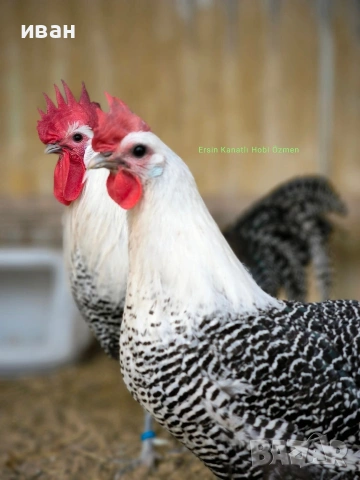 Сребърен бракел  петел на 4 м -много добър представител