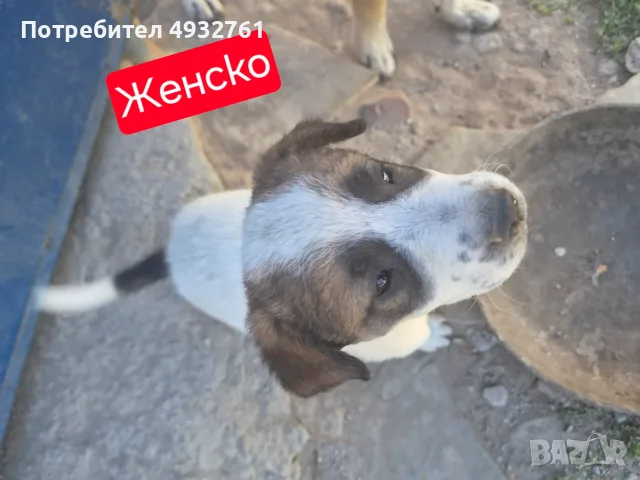 Продавам 3 мъжки 3 женски много добри кученца за двор да ви пазият , снимка 3 - Други - 56180976