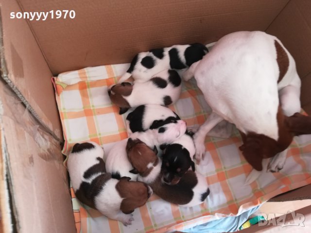 ДЖАКЧЕ СЛАДКО БОНБОНЧЕ 0303221618, снимка 11 - Джак ръсел териер - 35981375