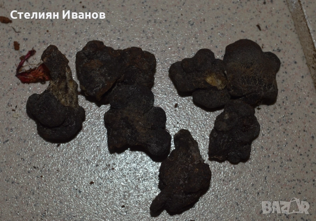 Анемоне – розово (Anemone blanda 'Charmer') – грудки, снимка 2 - Сортови семена и луковици - 52372710