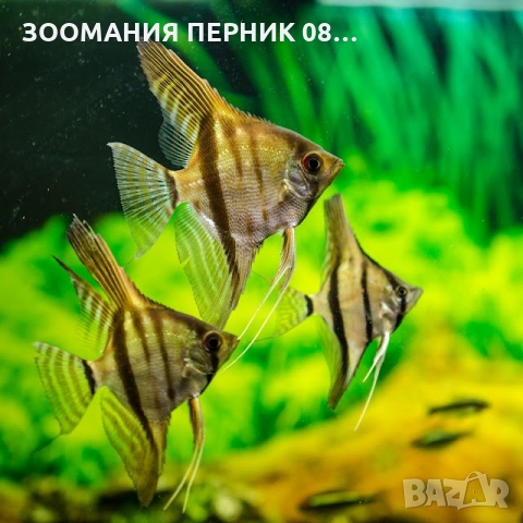 Декоративни рибки - Риби Скаларии - СкаларияПЕРНИК