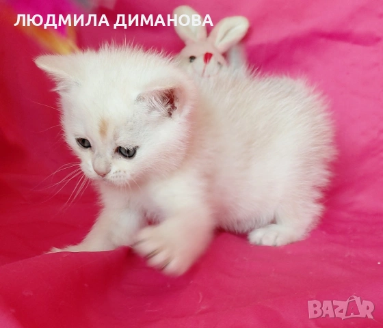 Шотландски мъжко женско , снимка 2 - Британска късокосместа - 53744127