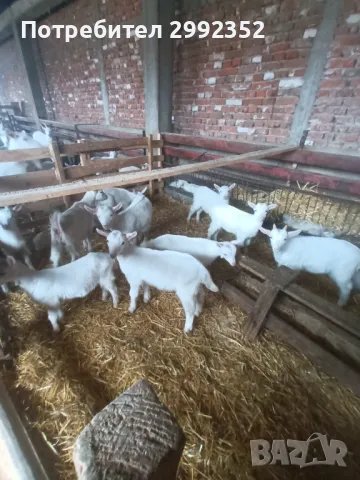 Saanski jenski qreta chistakravni sas sertifikat za poroda , снимка 7 - Кози - 49261553