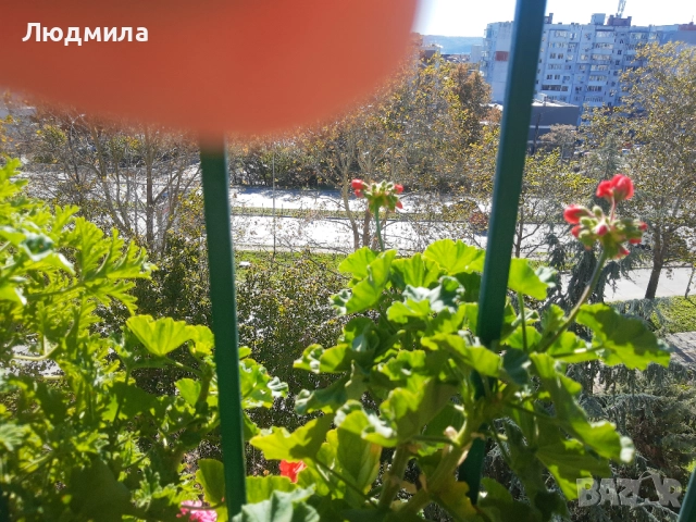 Мушкато,много богати,големи сандъчета с над 10 корена,последни бройки., снимка 5 - Стайни растения - 52235443