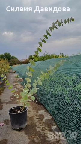 Евкалипт, снимка 6 - Други стоки за дома - 52773023