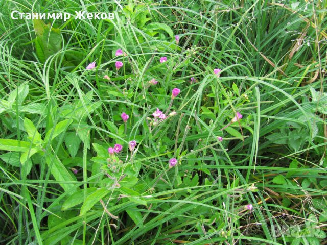 Дребноцветна върбовка, снимка 2 - Хранителни добавки - 34384059