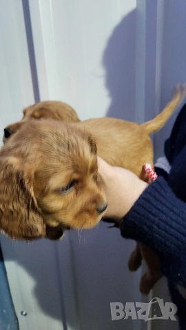 Продавам кокер шпаньоли, снимка 10 - Кокер шпаньол - 53789078