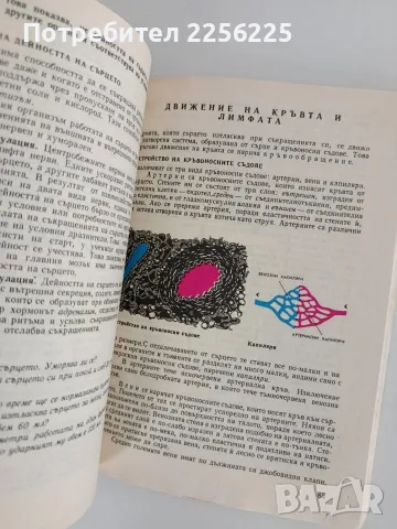 Анатомия и физиология на човека, снимка 7 - Специализирана литература - 56162969