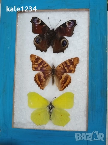 Пеперуди. Препарирани. Рамка. Естествени. Ръчно изработени , снимка 7 - Декорация за дома - 50602663
