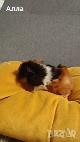 Морски свинчета альпако и розетка. , снимка 4 - Морски свинчета - 52554601