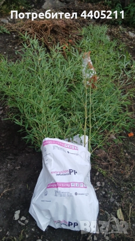 Bambuk, снимка 5 - Градински цветя и растения - 52741312