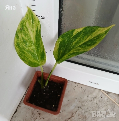 Епипремнум Хиколор 