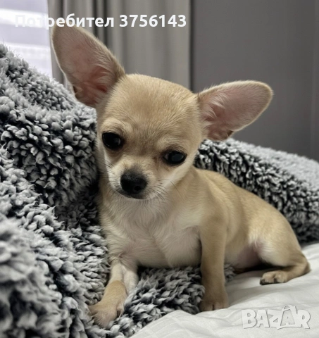 Мини Чихуахуа Момиченце Топ, снимка 5 - Чихуахуа - 53210833