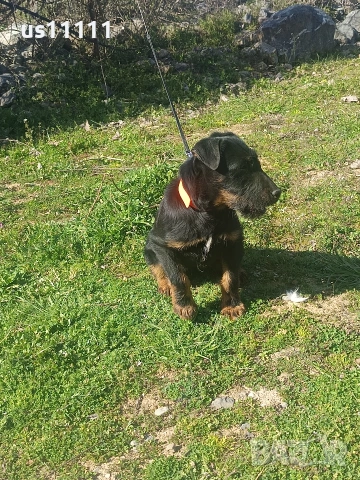 елитен ягдтериер с родословие 4 месеца , снимка 5 - Ягдтериер - 53757461