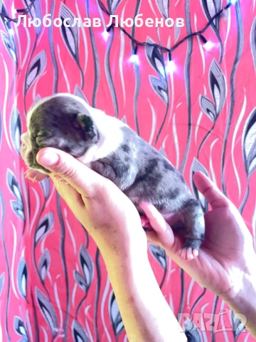 Френски булдог 