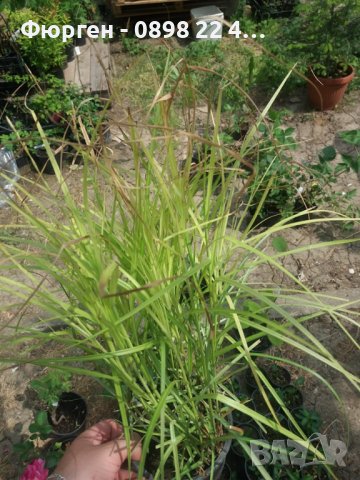 Карекс - Декоративна трева, снимка 16 - Градински цветя и растения - 40887333