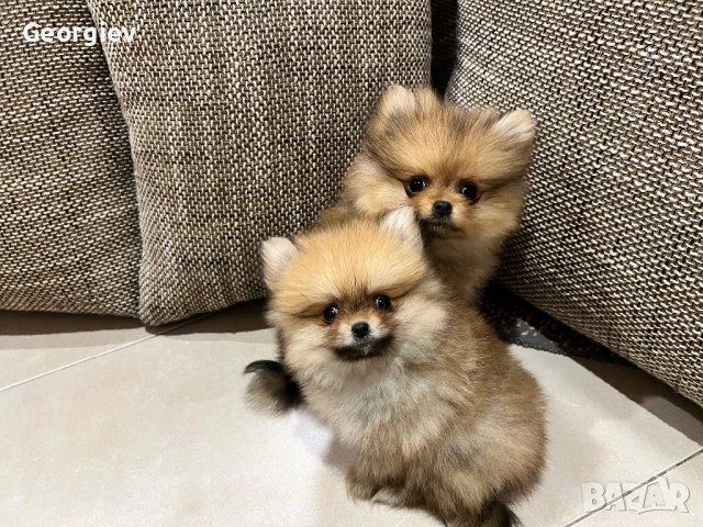 Померанчета 2 момче и 1 момиче, снимка 2 - Померан - 52976758