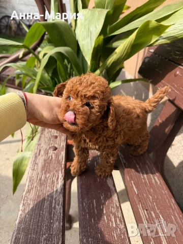 Той пудел , снимка 3 - Пудели - 53692932