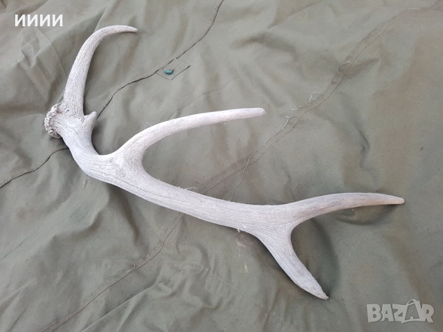 Рог от елен , снимка 3 - Антикварни и старинни предмети - 52128555