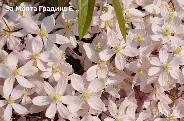 Клематис 2 сорта 